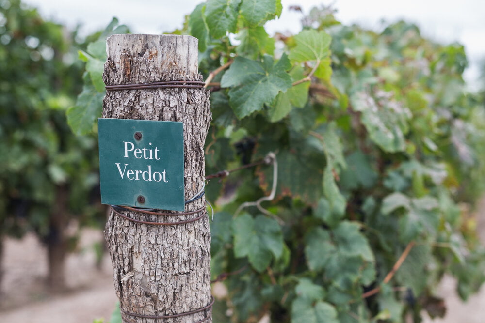 Meet Petit Verdot by Bodega Garzon the 100% Single Vineyard Wine