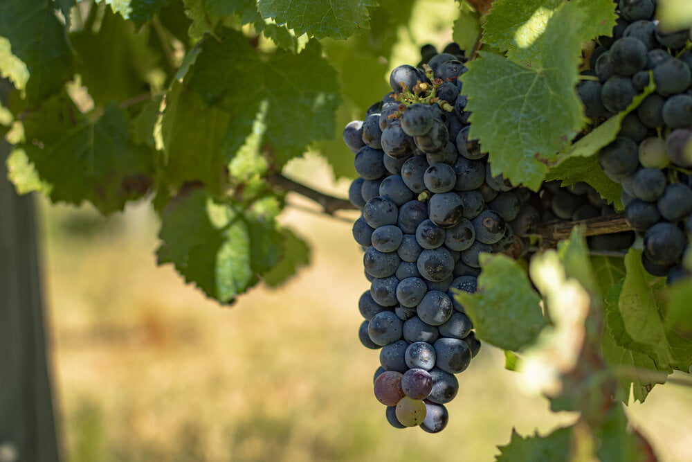 Tannat wine is unknown but its qualities are amazing to go unnoticed. 