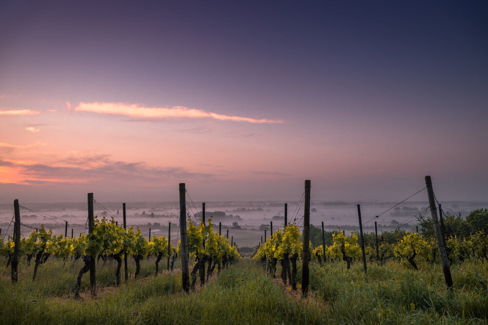 A vineyard under a sunset. All great wines are created in great vineyards. Uruguayan wine is no different 