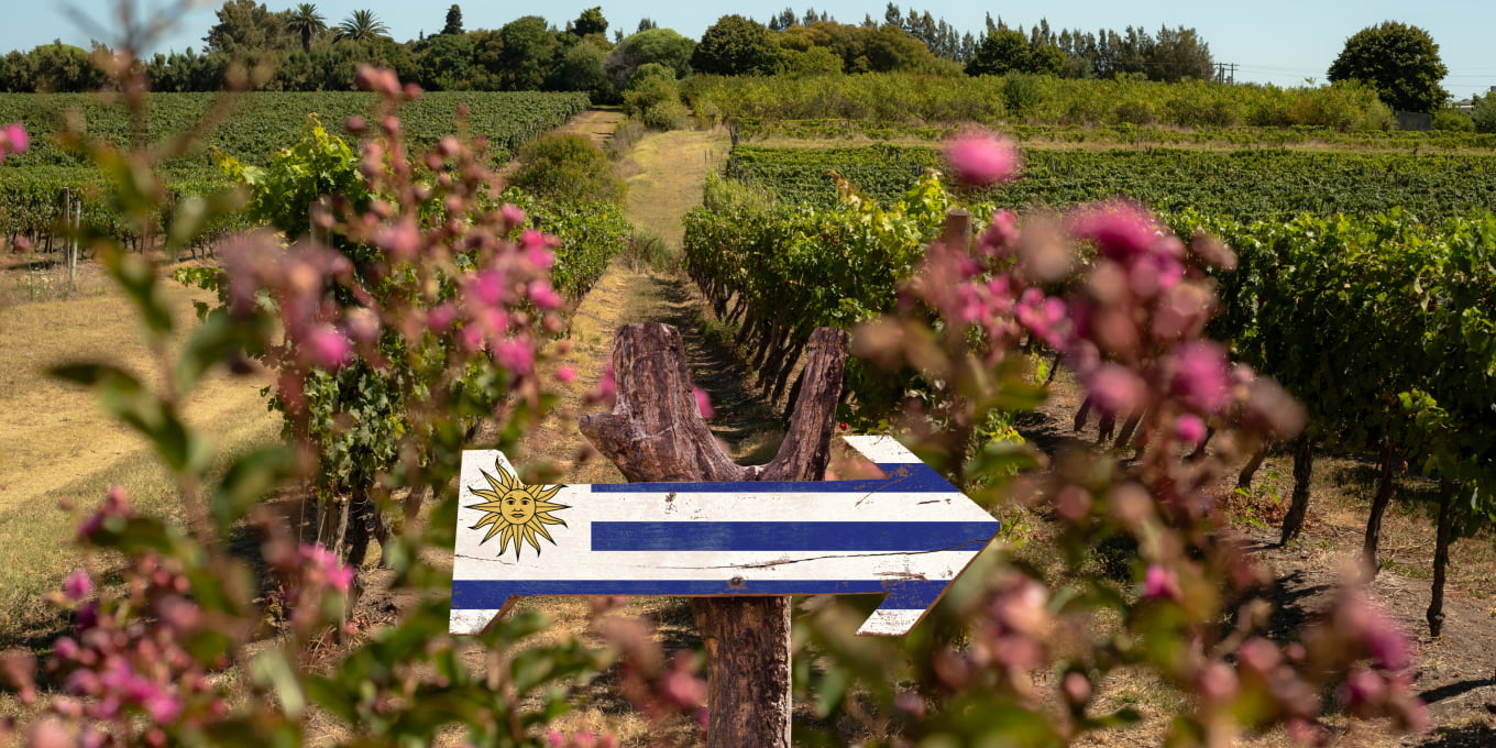 5 Razões pelas Quais a Cultura e os Vinhos do Uruguai são Incríveis e Singulares